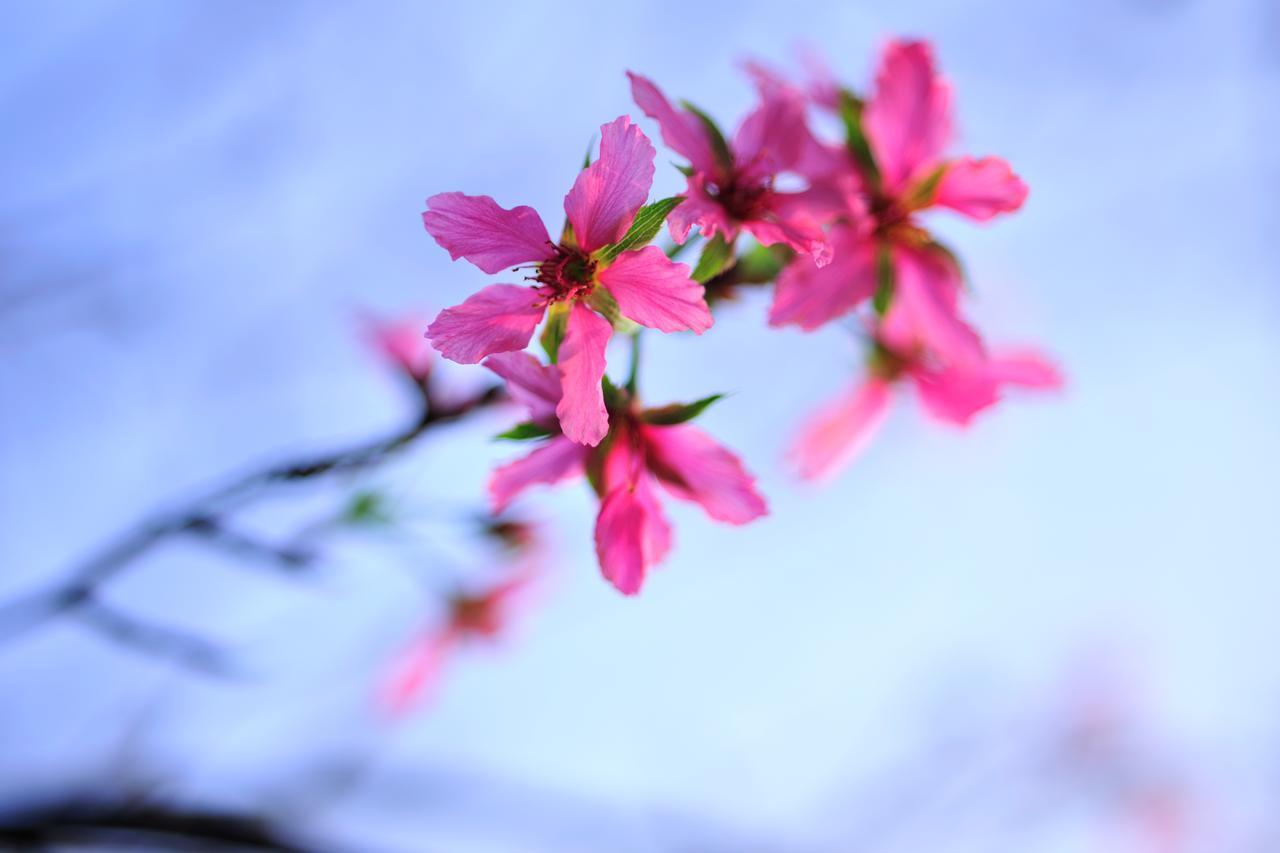 Flower Free花自在 Zhuolan Exterior photo